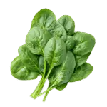 Farm Fresh Spinach